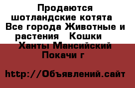 Продаются шотландские котята - Все города Животные и растения » Кошки   . Ханты-Мансийский,Покачи г.